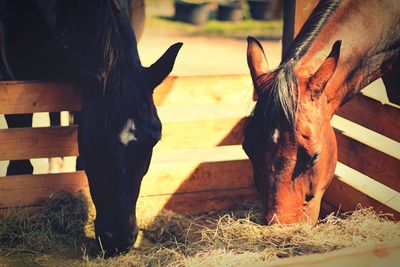 Snacktime for horses 