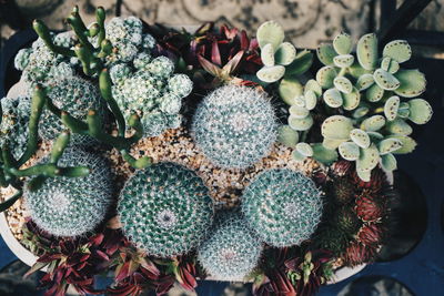succulent plant