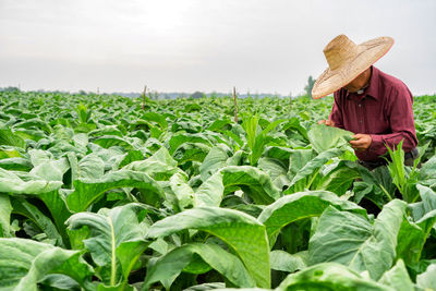 Rear view of woman standing amidst plants