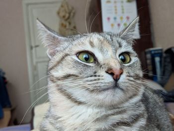 Close-up portrait of a cat at home