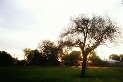 Bare trees on grassy field against sky