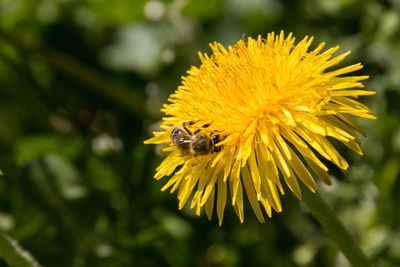 Close-up of bee pollinating on flower