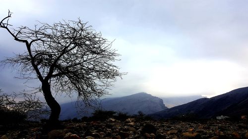 Bare tree on mountain against sky