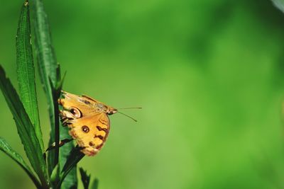 Close-up of butterfly pollinating on leaf