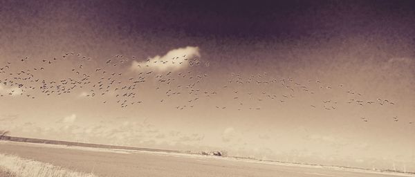 Birds flying over white background