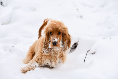 Portrait of dog on snow covered field