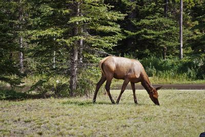 Horse grazing on field in forest