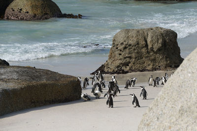 High angle view of penguins on beach