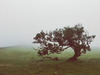 Tree on field against sky