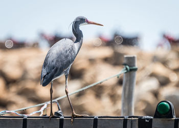 Bird perching on railing against sky