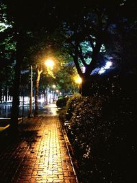 Illuminated trees at night