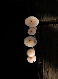 Close-up of mushrooms