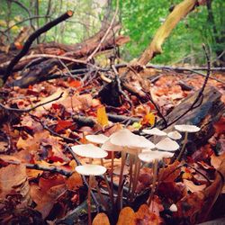 Close-up of fallen leaves on tree trunk in forest
