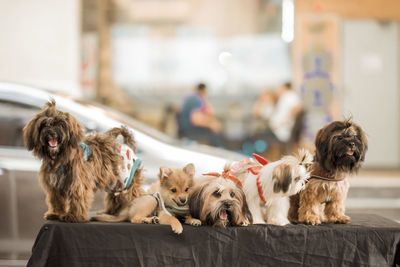 Portrait of dogs relaxing on table