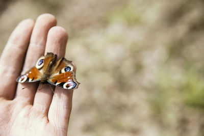 Close-up of butterfly on hand