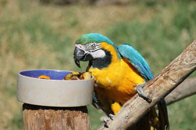 Close-up of parrot perching on branch