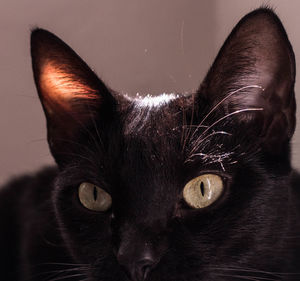 Close-up portrait of black cat
