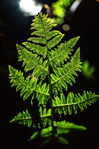Close-up of leaves on tree