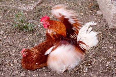 High angle view of cock