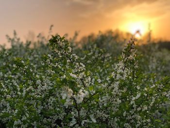 Close-up of flowering plants on field during sunset