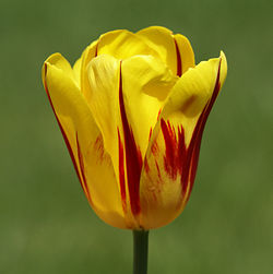 Close-up of yellow tulip