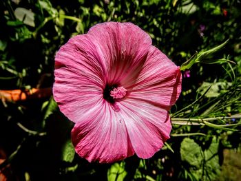 Close-up of pink flower blooming outdoors