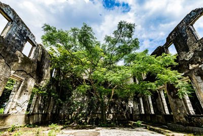 Low angle view of trees against sky
