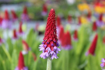 Close-up of purple flowering plant in field