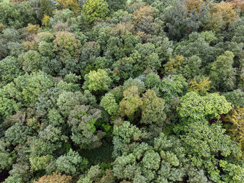 Full frame shot of plants growing in forest