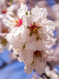 Close-up of cherry blossoms in spring