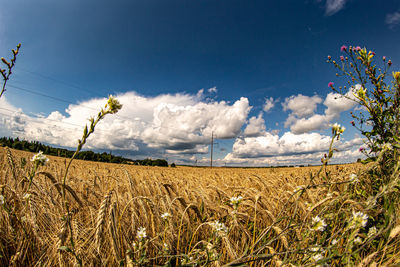 Scenic view of agricultural field against sky