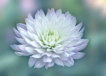 Close-up of insect on white flower