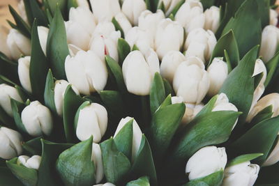 Close-up of white flowers