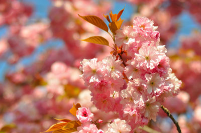 Close-up of pink cherry blossoms