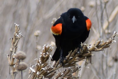 Close-up of bird perching on branch