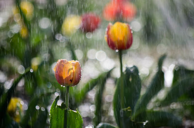 Close-up of wet flowers