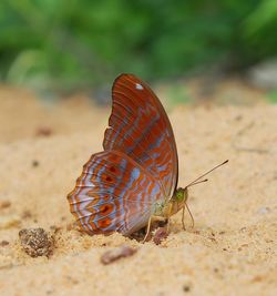 Close-up of butterfly on sand