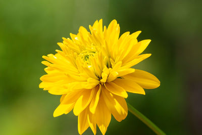 Close-up of yellow flower