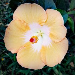 Close-up of flower