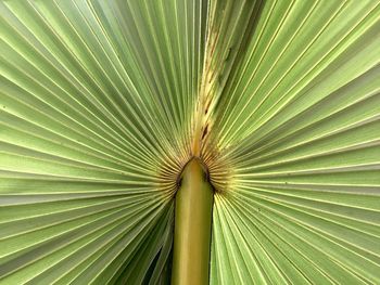 Full frame shot of palm leaf