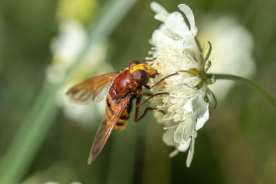 Close-up of insect pollinating on flower