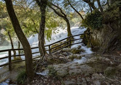 Scenic view of river amidst trees in forest