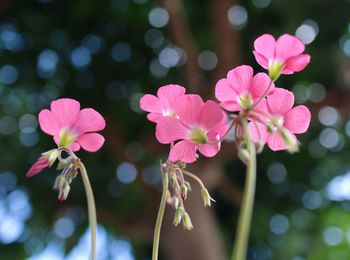 Close-up of pink flowering plants