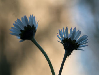 Close-up of purple flowering plant