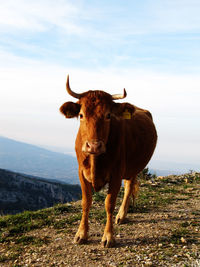 Portrait of cow standing on landscape against sky