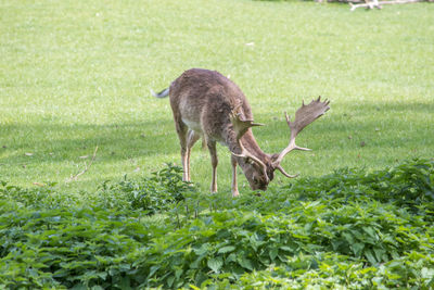 Deer in a field