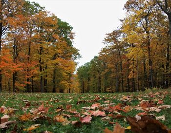 Autumn trees in forest