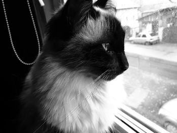 Close-up of cat looking away