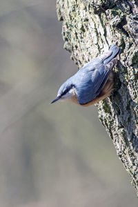 Close-up of bird perching on a tree