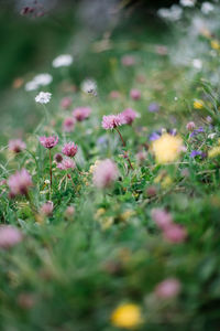 Close-up of pink flowering plants on field